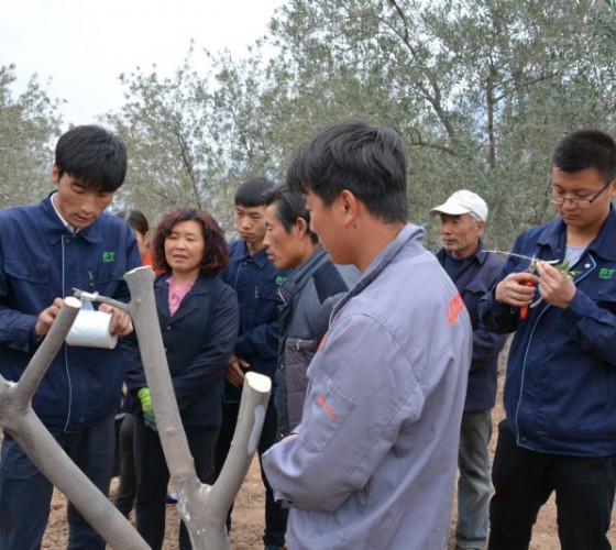 公司從產(chǎn)業(yè)鏈起始端著手，引進(jìn)良種優(yōu)苗，繁育基地苗圃，優(yōu)化樹(shù)種，以?xún)?yōu)質(zhì)的橄欖樹(shù)苗為生產(chǎn)特級(jí)初榨橄欖油提供基礎(chǔ)保障。在以自建萬(wàn)畝國(guó)家標(biāo)準(zhǔn)化油橄欖..