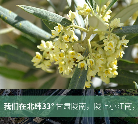 武都的氣候、土壤等與地中海沿岸極其相似，同處于世界頂級(jí)油橄欖黃金生產(chǎn)帶（32°58--33°36）年平均氣溫為14.7°，年日照時(shí)數(shù)1911..